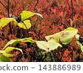 Autumn leaves Autumn leaves 143886989
