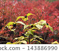 Autumn leaves and nuts Autumn leaves and nuts 143886990