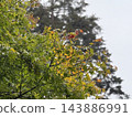 Beginning of autumn leaves Beginning of autumn leaves 143886991