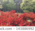 Crimson azalea Crimson azalea 143886992