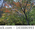 Momiji who changed leaves Momiji who changed leaves 143886993