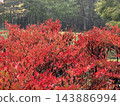 Autumn leaves Autumn leaves 143886994