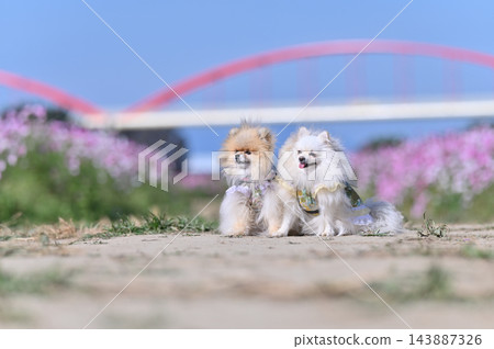 兩隻友善的博美犬在盛開的波斯菊花田中漫步。 兩隻友善的博美犬在盛開的波斯菊花田中漫步。 143887326