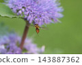 一隻食蚜蠅在秋日花園裡盛開的紫色菊花周圍飛來飛去。 143887362