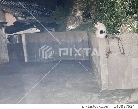 夜裡，一隻黑白相間的貓坐在水泥牆上。 143887624