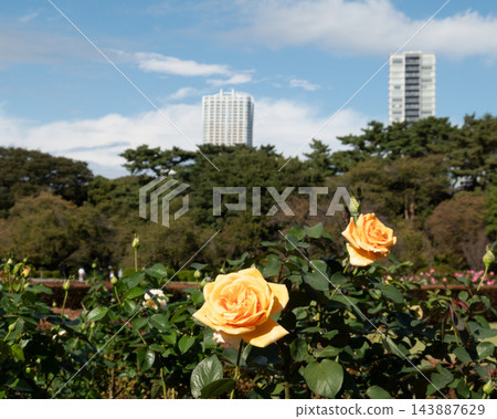 花園裡的兩朵粉紅色玫瑰 花園裡的兩朵粉紅色玫瑰 143887629