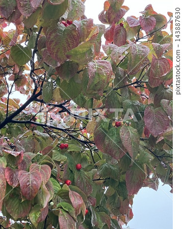 秋葉和紅色果子 143887630