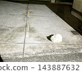 一隻白貓在城市水泥地上悠閒地躺著。 143887632