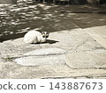 一隻白貓躺在陽光明媚的混凝土上休息。 143887673