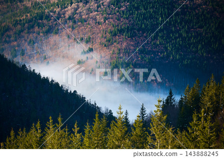 Mist drifting through mountain forest valley with sunlit evergreen trees, colorful woodland slopes Mist drifting through mountain forest valley with sunlit evergreen trees, colorful woodland slopes 143888245
