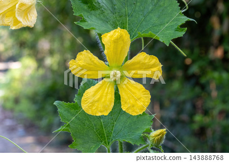 Close-up of yellow sponge gourd blossom with green leaves in daylight. Edible Luffa cylindrical vegetable vine blooming in farm orchard. Close-up of yellow sponge gourd blossom with green leaves in daylight. Edible Luffa cylindrical vegetable vine blooming in farm orchard. 143888768