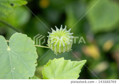 Green Abutilon indicum fruit capsule blooming on a plant stem. Country mallow herbal botanical plant growing in natural outdoor environment. Green Abutilon indicum fruit capsule blooming on a plant stem. Country mallow herbal botanical plant growing in natural outdoor environment. 143888769