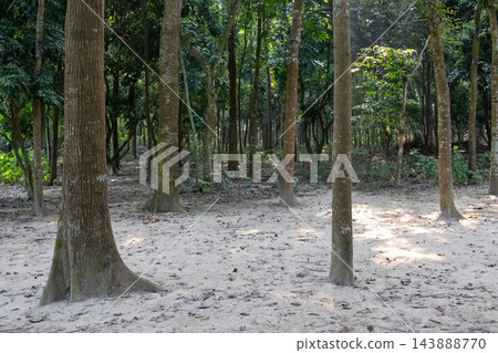 Tall tree trunks standing in a dense green forest with sandy ground. Natural woodland landscape illuminated by sunlight streaming through foliage. 143888770