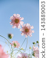 重瓣粉紅波斯菊在湛藍的天空下盛開。 143889003