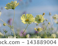 淡黃色的波斯菊在清爽的藍色背景下盛開。 143889004