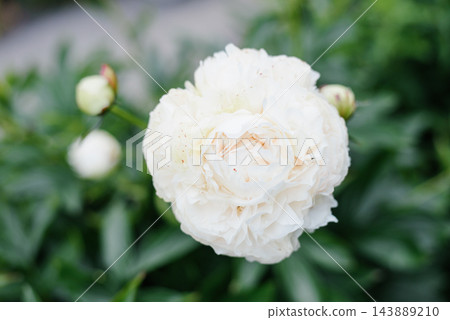 White Peony Solange Flower in Lush Garden White Peony Solange Flower in Lush Garden 143889210