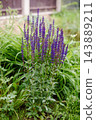 Lush Bush of Purple Salvia Caradonna near Fence 143889211