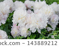 Many Soft Pink Peonies Angel Cheeks Blooming 143889212