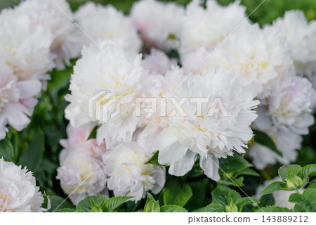 Many Soft Pink Peonies Angel Cheeks Blooming 143889212