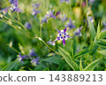 Purple and White Aquilegia Flower in Green Garden 143889213