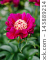 Magenta Peony Flower Charles Burgess with Golden Staminodes 143889214