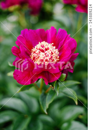 Magenta Peony Flower Charles Burgess with Golden Staminodes Magenta Peony Flower Charles Burgess with Golden Staminodes 143889214