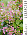 Close up of Vibrant Pink Hydrangea Paniculata Wim's Red 143889215