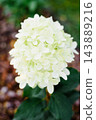 Macro View of Skyfall Hydrangea Petals with Natural White and Green Texture 143889216