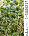 Box Tree Moth Caterpillars Active on Boxwood Shrub 143889217