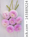 Pink Dahlia Flowers Arranged with Stems 143889224