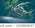薑科植物Alpinia zerumbet，擁有茂盛的綠葉和紅色的漿果。 143889647