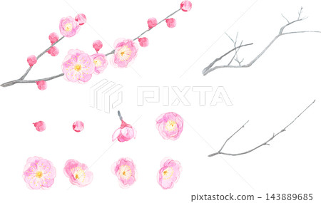 Watercolor illustration of red plum blossoms Watercolor illustration of red plum blossoms 143889685