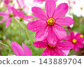  Cosmos field 143889704