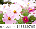  Cosmos field 143889705