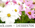  Cosmos field 143889706