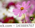  Cosmos field 143889707