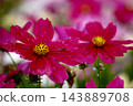 Cosmos 143889708