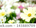  Cosmos field 143889709