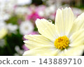  Cosmos field 143889710