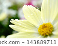  Cosmos field 143889711