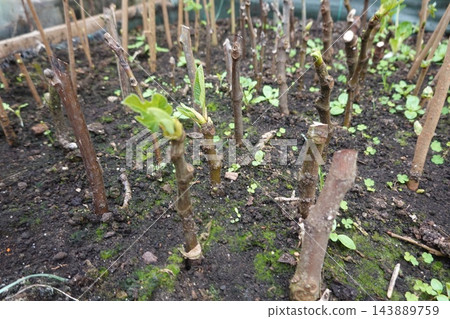 Plant cuttings growing new leaves in soil 143889759