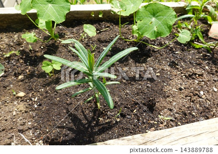 Cankerweed growing upright in rich garden soil within a raised bed, surrounded by young leafy plants in bright sunlight 143889788
