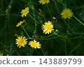 Flowers of the Japanese hackberry (Picranopteris erythrosora), a type of wild vegetable. 143889799