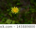 Flowers of the Japanese hackberry (Picranopteris erythrosora), a type of wild vegetable. 143889800