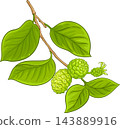 Noni Branch Colored Detailed Illustration 143889916