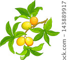 Passion Fruit Branch Colored Detailed Illustration 143889917