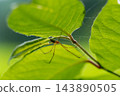 Spider in the shade of leaves 143890505