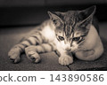 Think Kitten 143890586