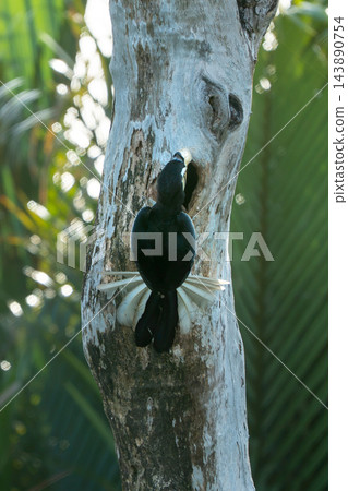 An Oriental Pied Hornbill perches at its nest cavity in a tall tree within a lush tropical jungle. The adult bird is feeding its young or attending the nest, showcasing natural wildlife behavior. An Oriental Pied Hornbill perches at its nest cavity in a tall tree within a lush tropical jungle. The adult bird is feeding its young or attending the nest, showcasing natural wildlife behavior. 143890754