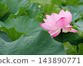 Pink lotus flowers blooming in Shinobazu Pond in August, their petals covered in water droplets. 143890771